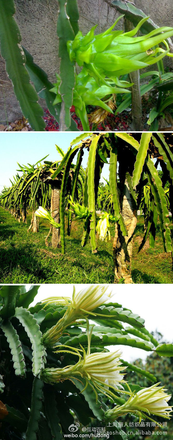 当火龙果还长在树上(图)