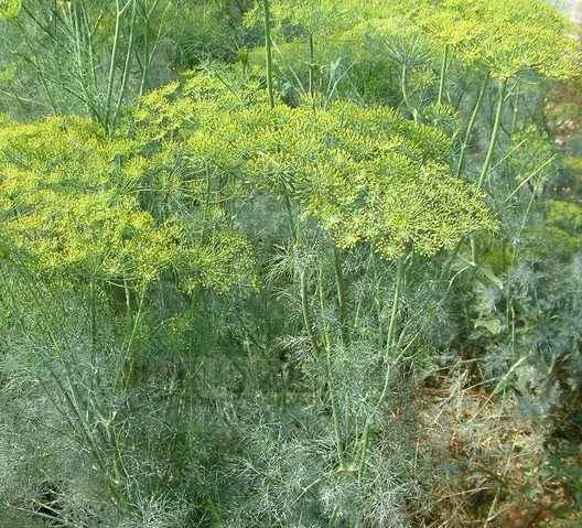 小茴香茴香香子