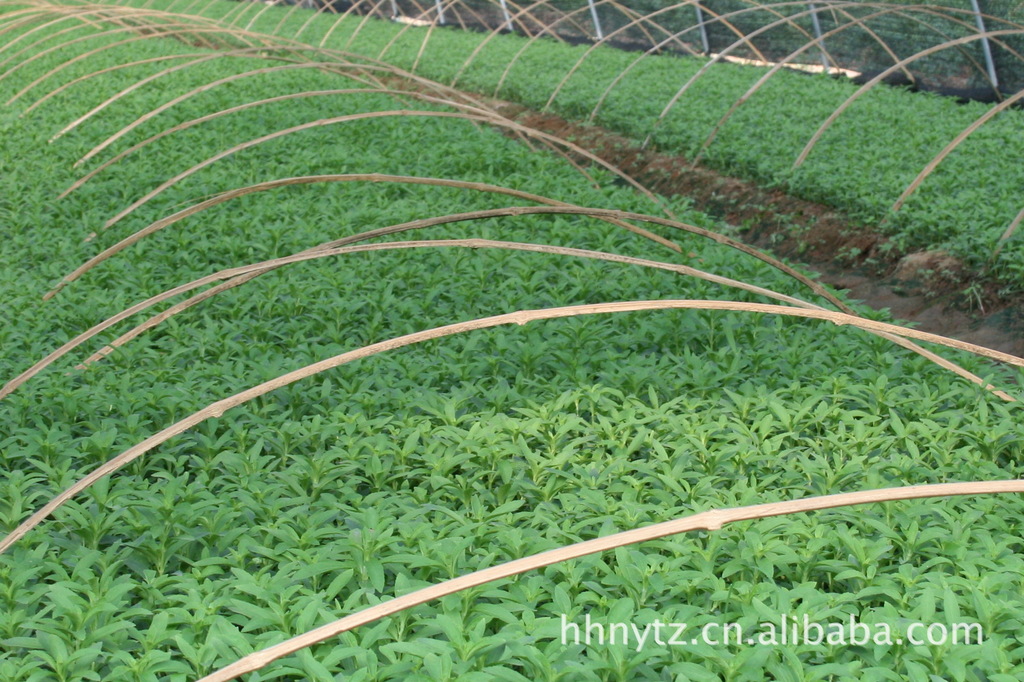 小崗村生態家園高純度高含甙優質甜葉菊種苗