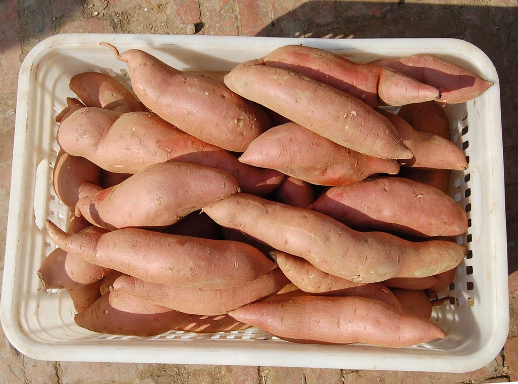 河北保定热销 地瓜坊新鲜红薯地瓜番薯 河北雄县红薯系列价格 - 中国