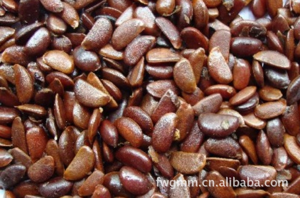 柿子种子油茶种子 桃种子 种子种苗 桂花种子 棠梨种子枳壳种子图片_1