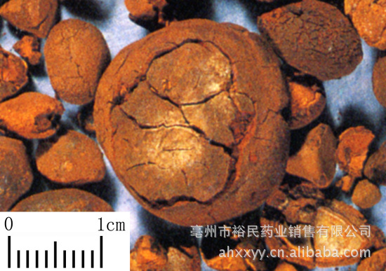 bezoar, gallstone of cows 牛黃 pharmaceutical name: 英文藥名