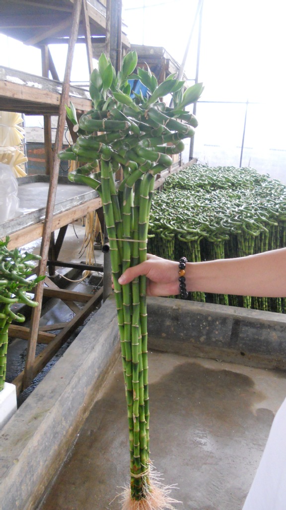 批发优质富贵竹弯竹1