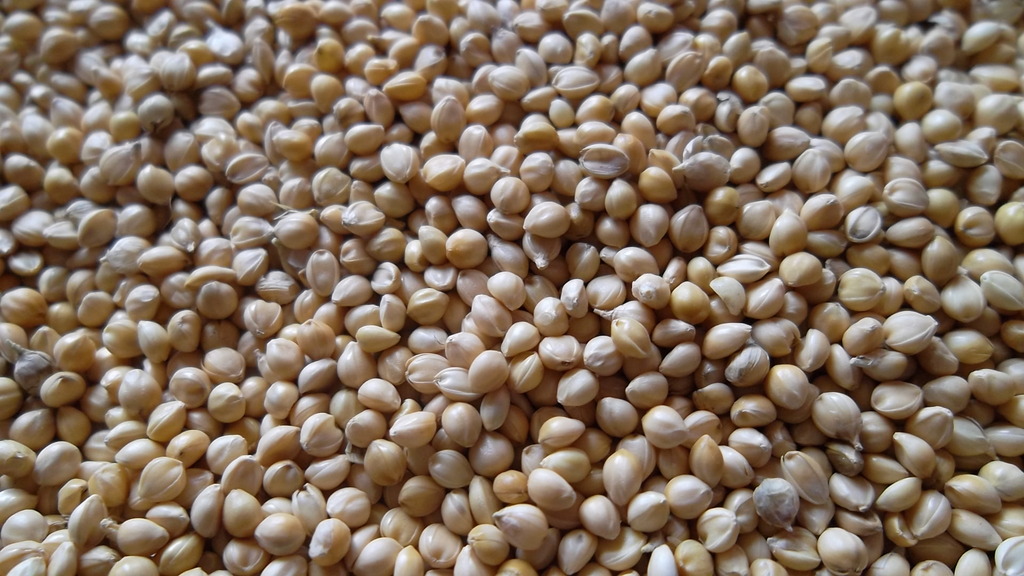 供应优质的张杂5号谷子