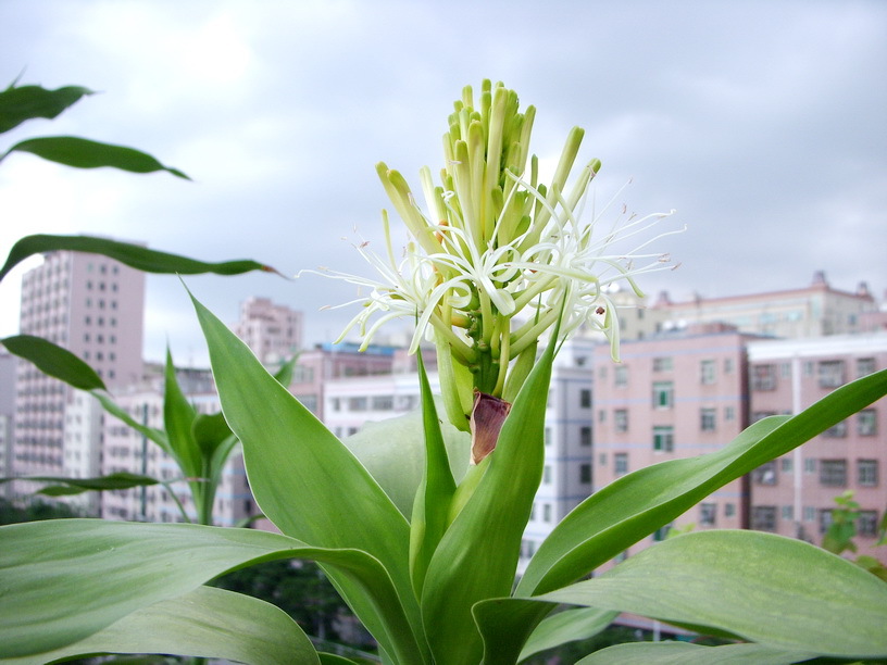 【幸运随手拍】 富贵竹开花全部美图20