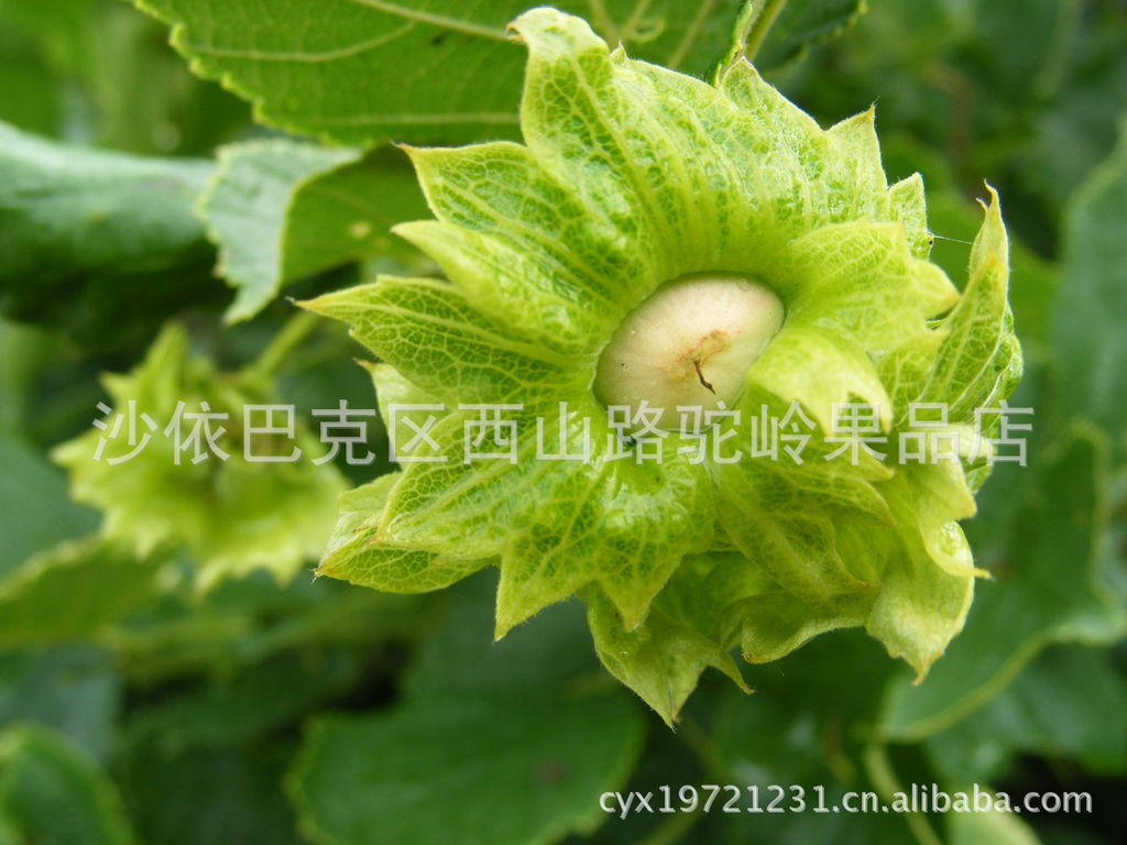 榛子 山板栗 外壳坚硬,果仁肥白而圆,味美 四大坚果之一