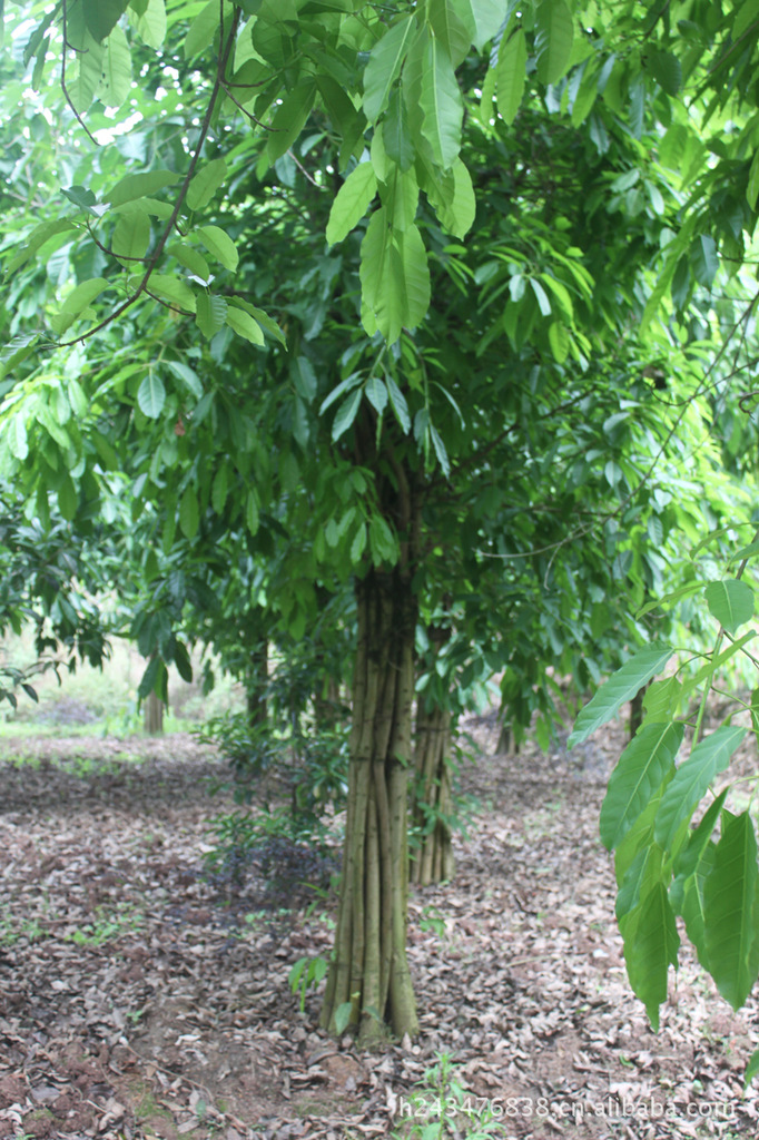 黃桷樹 黃桷樹苗木重慶璧山丁家苗圃直銷圖片_4