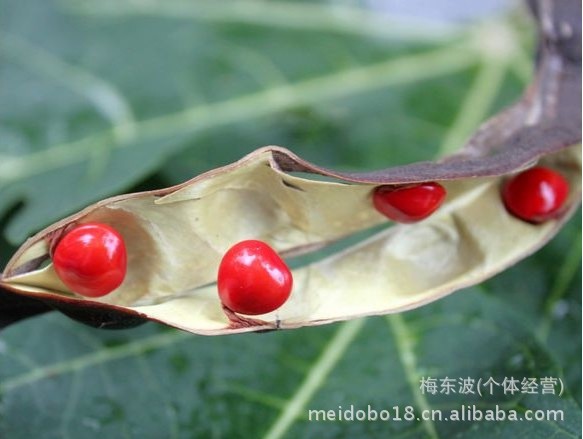 红豆相思豆批发 红豆手链 项链 手机链 散装红豆批发厂家