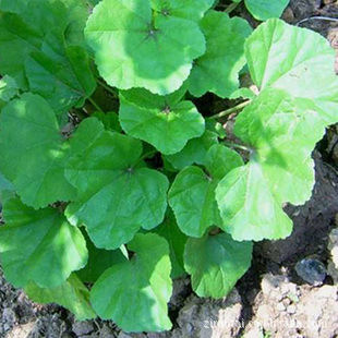 正品冷背药 中药材 冬葵叶药都亳州中药材批发无硫