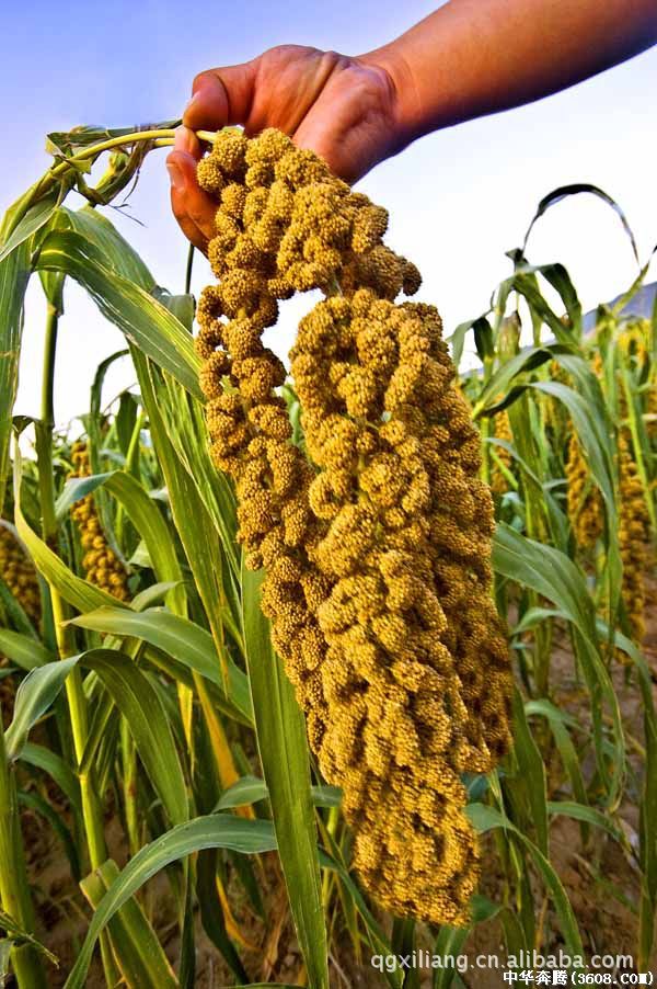 黑龙江省杂粮收购部供应优质谷子