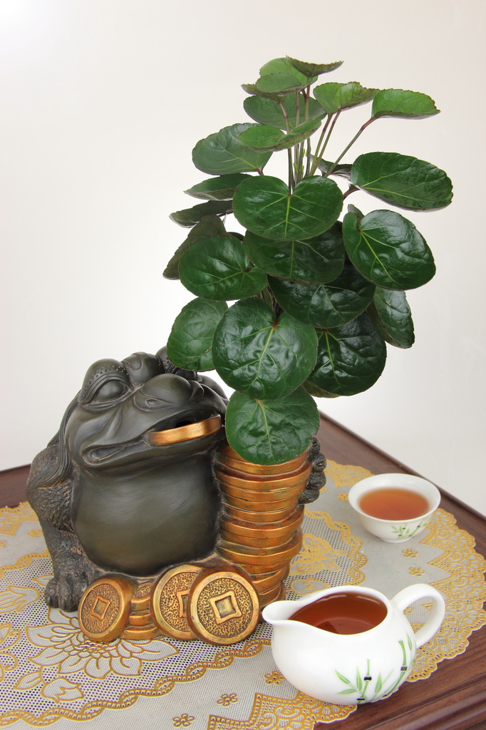 厂家直销,低价供应金钱兜 水培花卉 供应盆栽,供应水培植物图片_5
