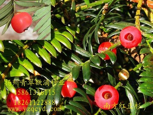 毛竹种植技术解读：如何在有限的空间里收获绿色财富？