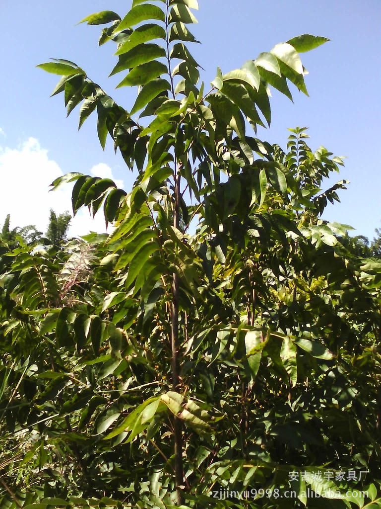 美国山核桃苗,(亩产超万元的高效种植项目 )