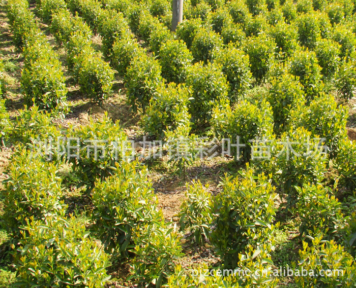 绿化苗木小叶雨针