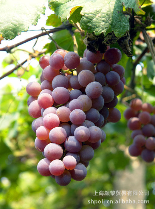 基础油 冷压初榨智利葡萄籽油 grapeseed virgin oil 抗击衰老