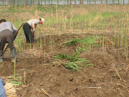 河北芦苇种植基地/菡艺芦苇苗最优质