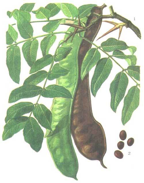 皂角刺提取物 皂角刺提取物10:1 皂角刺