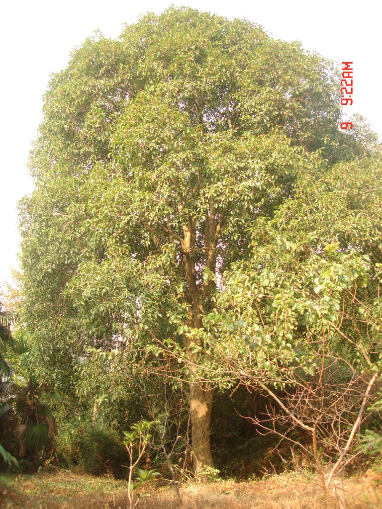 大桂花樹大金桂花樹桂花樹