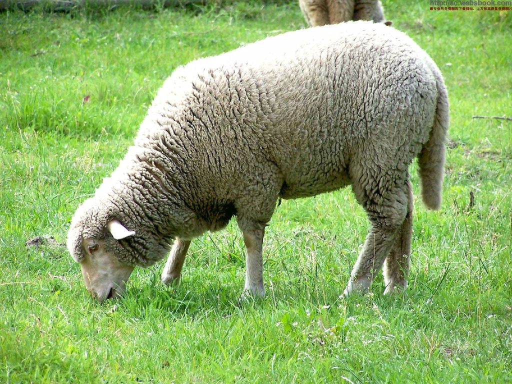 靴口毛皮.服装内胆等多种羊皮!图片_5