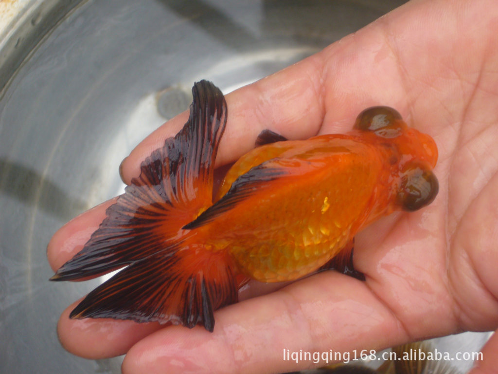 初加工材料 農產品 鮮活水產品 魚類 金魚 小魚混批 大量批發 徐州