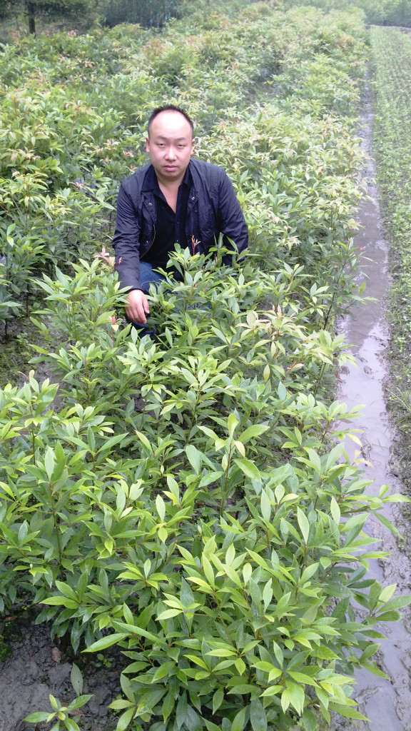 金丝楠木种植条件(金丝楠木种植条件要求)