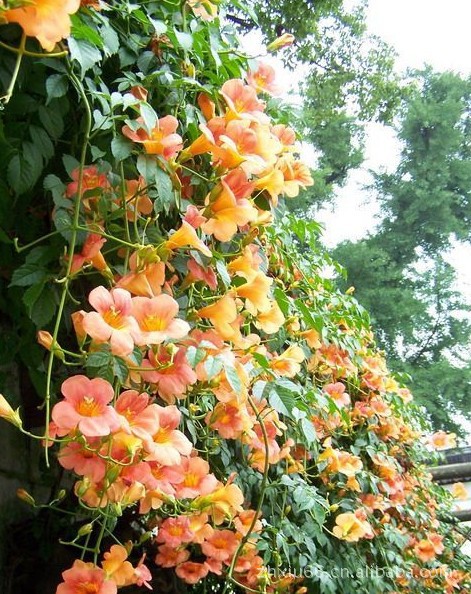 批发供应长期开花藤本植物 凌宵 攀缘花卉