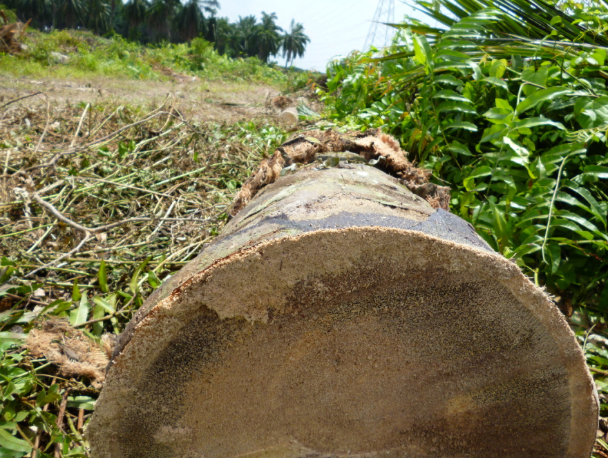马来西亚 进口 原木 三合板 油棕树