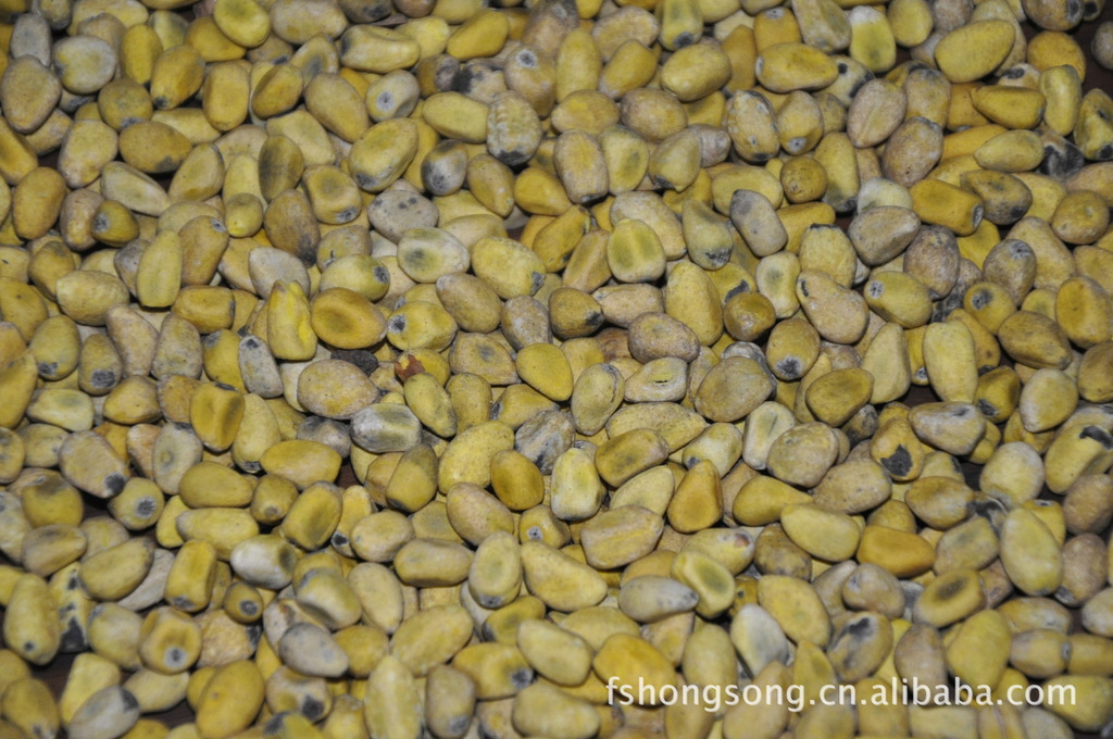 澳洲火焰木种子