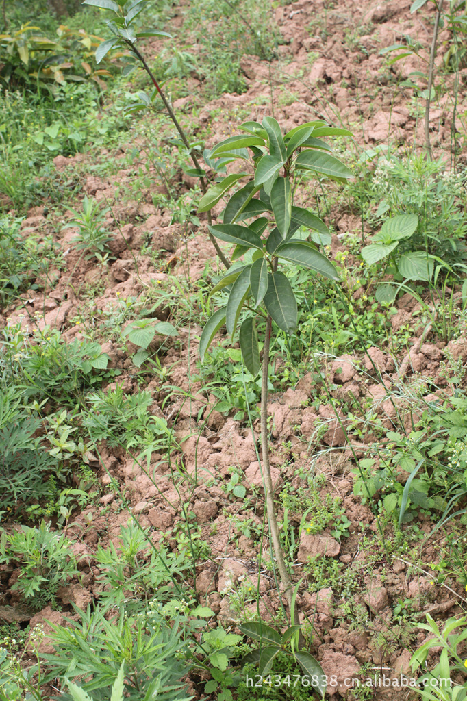 2013最新一年生黄葛树苗重庆苗圃直销100w株无病虫害没遭霜雪压