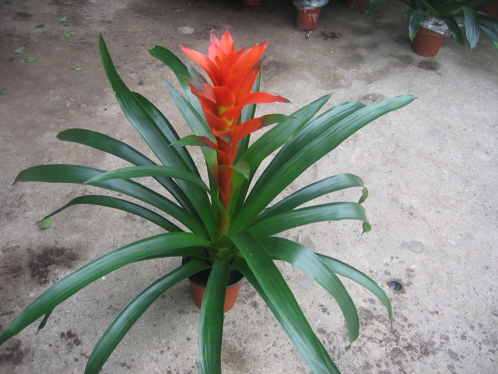 《优质服务》供应室内观赏花卉植物盆栽凤梨红莺歌(a110)5盆起