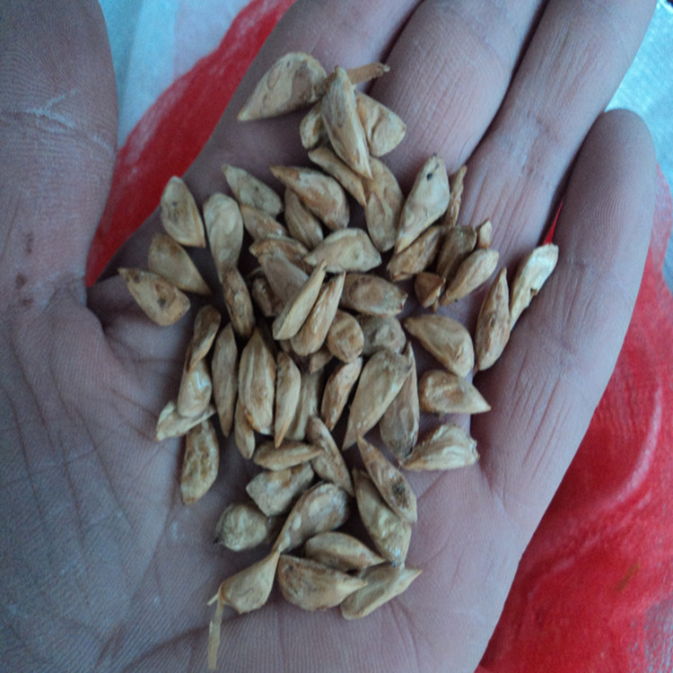 腊梅种子 腊梅籽出芽率很高 腊梅盆景 腊梅苗 送种子种植技术一份