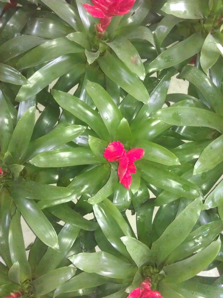 缺货)供应室内小盆栽观赏凤梨红莺歌(110#)