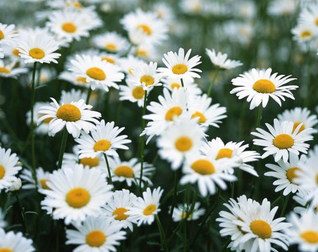 摩洛哥洋甘菊气味为清新的花香,水果气息.