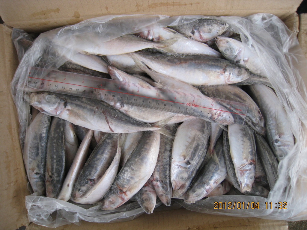 供应厂家直销小眼睛巴浪鱼池鱼