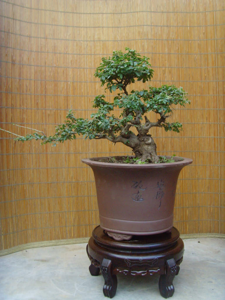供应高档家居饰品树桩盆景图片大全,济南市历城区双银盆景制作部-1