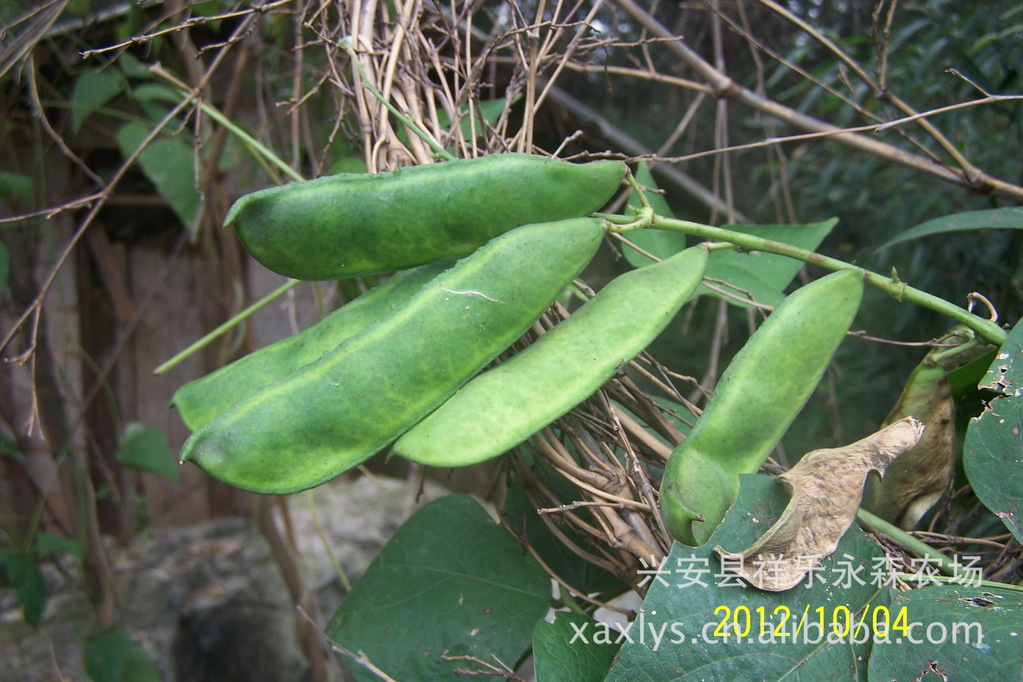 特价荷包豆/红花菜豆又名多花菜豆