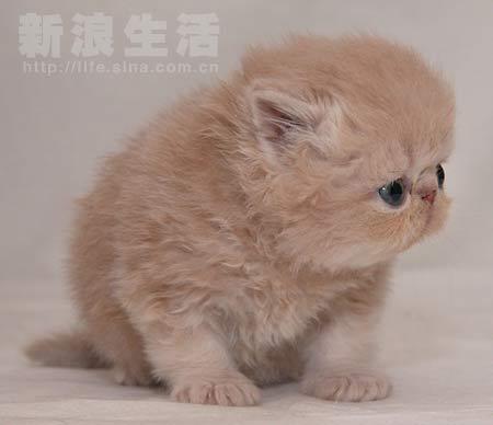 可爱的小奶猫,萌翻了,全拐走拐走