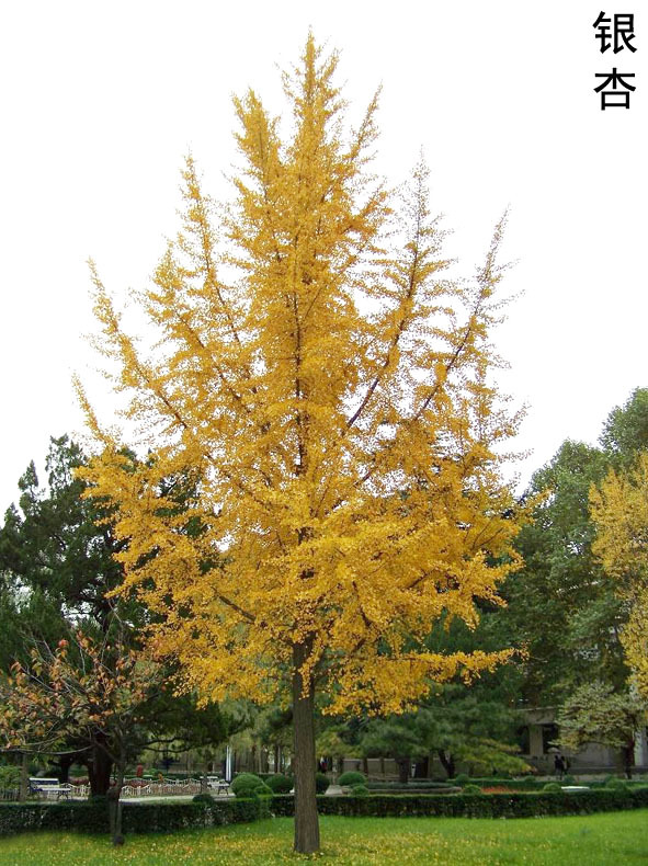 小区绿化树,行道树,银杏,银杏树,银杏果银杏