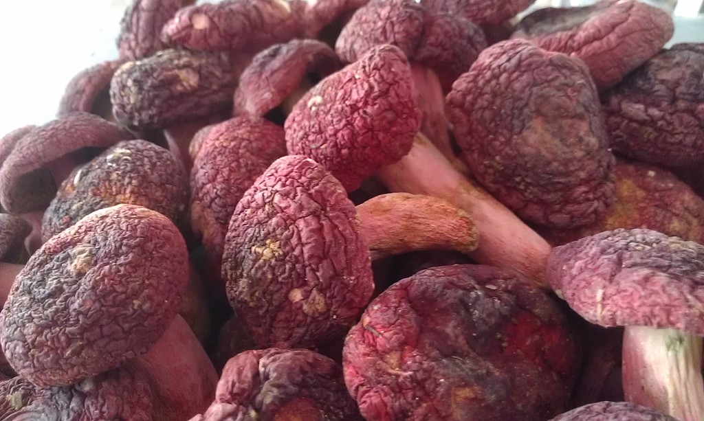 批发供应 产地直销 野生红菇 福建特产 滋阴补血圣品