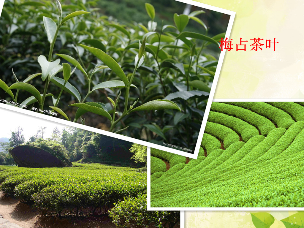 【2013年梅占茶】果香小种红茶2号---清幽花香果香,厂家直销