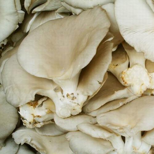 【厂家直销】纯天然喷雾干燥平菇粉 保健食品婴幼儿食品原料