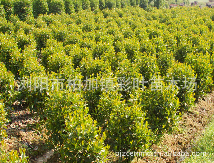 绿化苗木小叶雨针