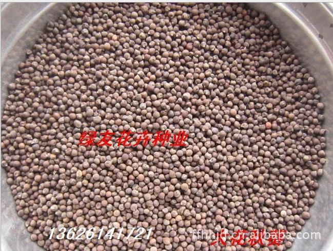 批发大花秋葵种子,大花秋葵,观赏草花籽,又名美芙蓉,草芙蓉