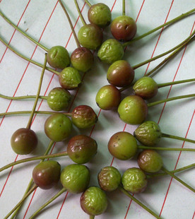 供应垂丝海棠种子 珊瑚树种子 批发林木种子 园林绿化种子