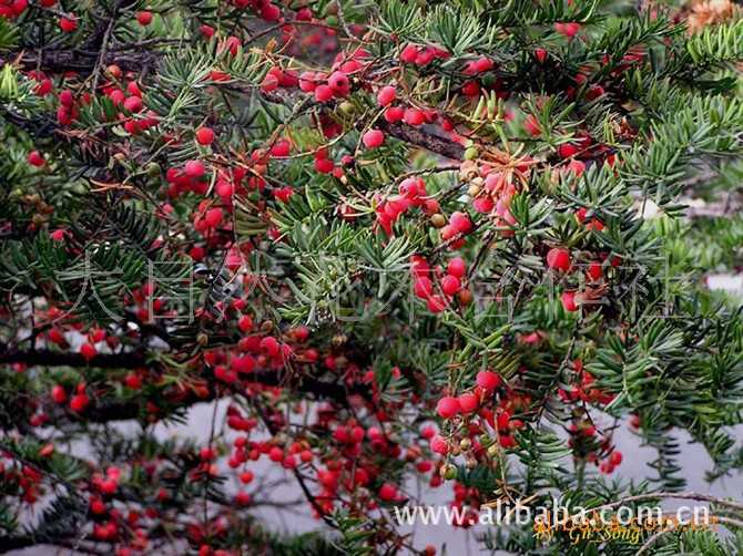 大量供應樹型美觀南方紅豆杉盤景