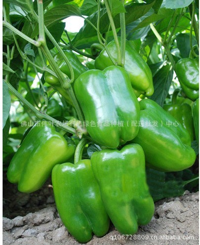 【 优质>特价绿色安全食品-圆椒-6.2元/kg】辣椒类价格_厂家_图片