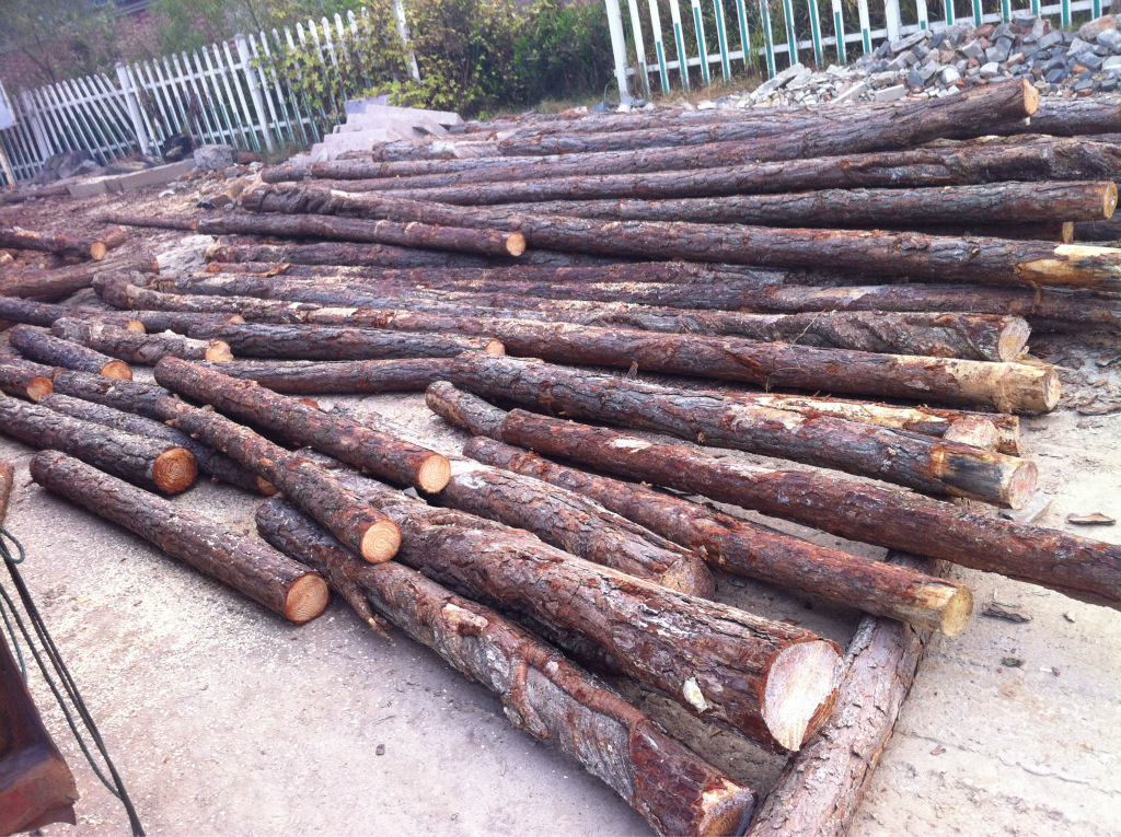 供应打桩专用松木松木原木