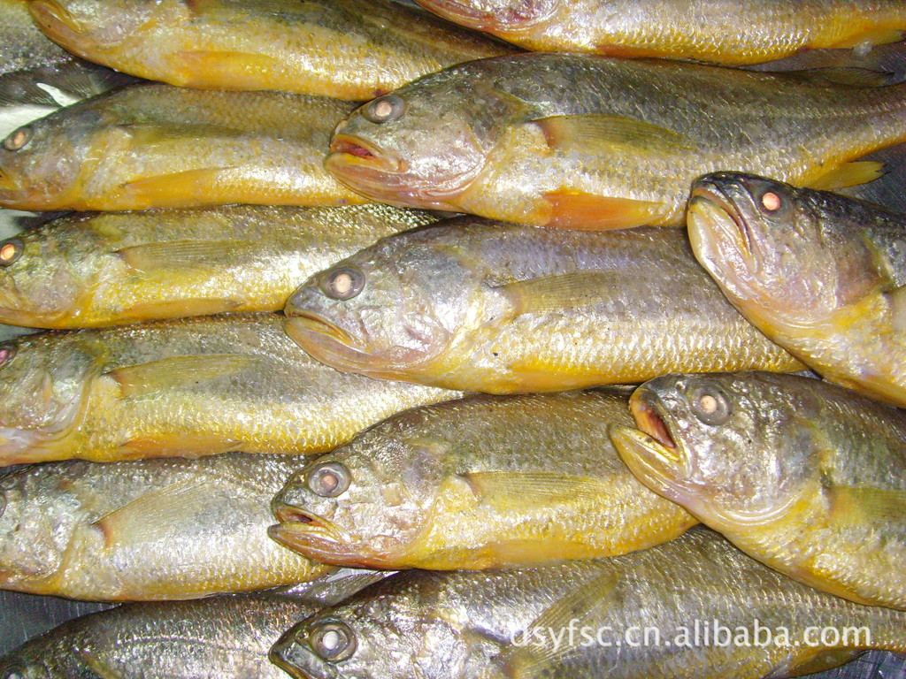 黄花鱼/舟山小黄鱼/冻小黄鱼/批发小黄鱼