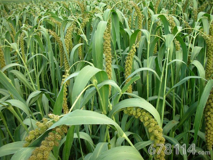 山西特产篇之谷子地贡米