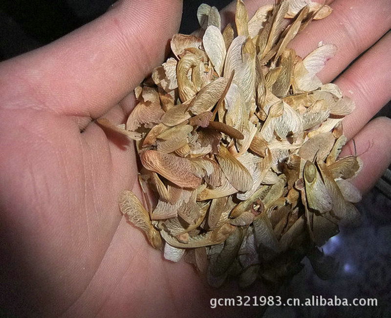 推荐优质珙桐种子芽率高,品种纯(图)